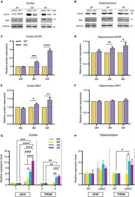 Spatiotemporal patterns of gliosis and neuroinflammation in presenilin 1/2 conditional double knockout mice